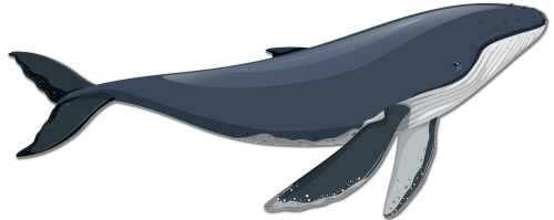 dana point whale